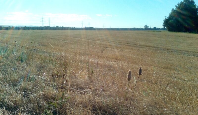 Ein trockenes Feld im Rekordsommer 2018.